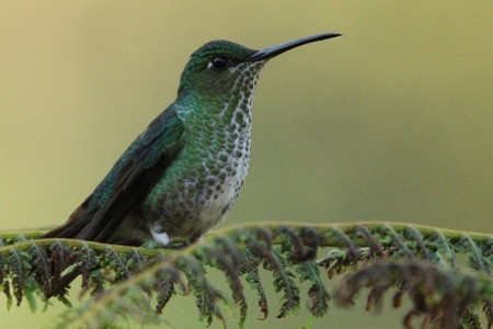 Many-spotted Hummingbird - ML616747893