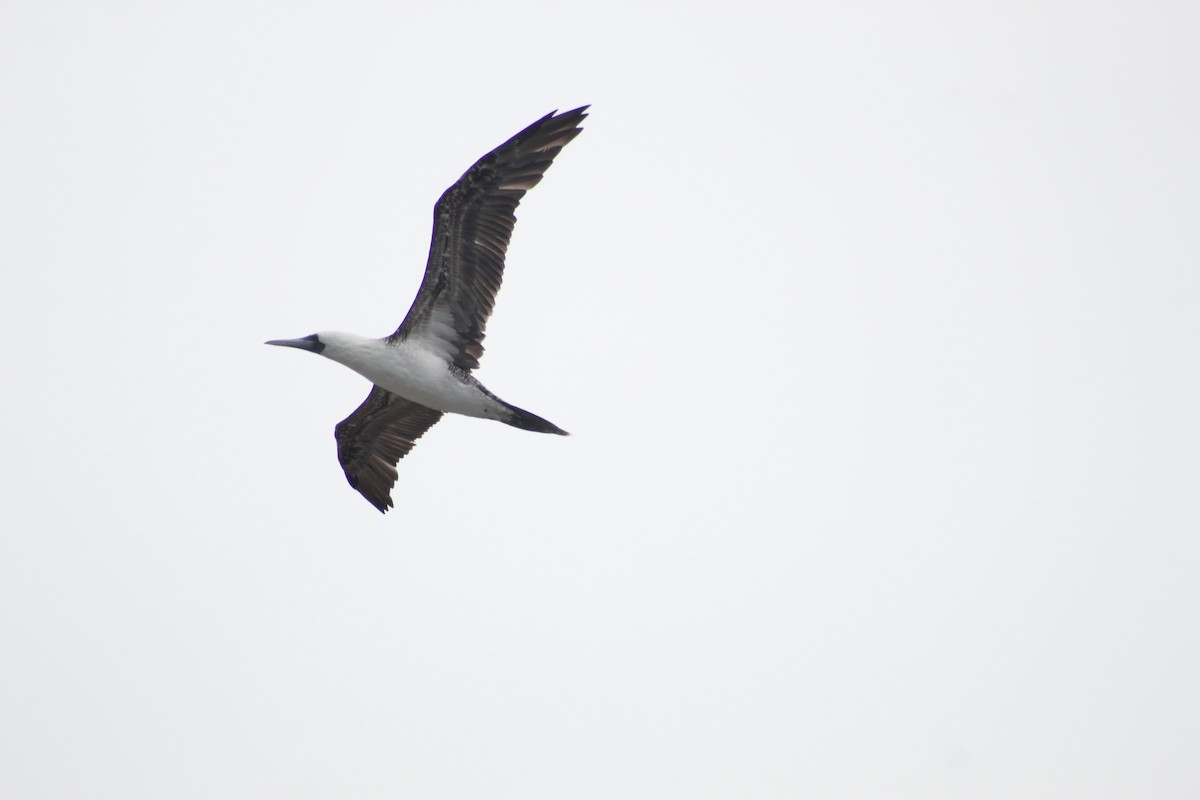 Peruvian Booby - Vicente Diego Canala Cortés