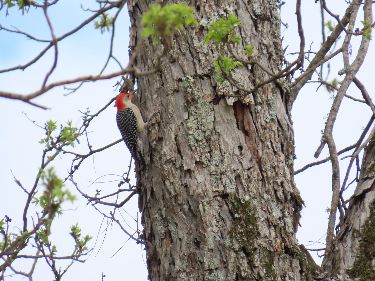 Red-bellied Woodpecker - ML616747906