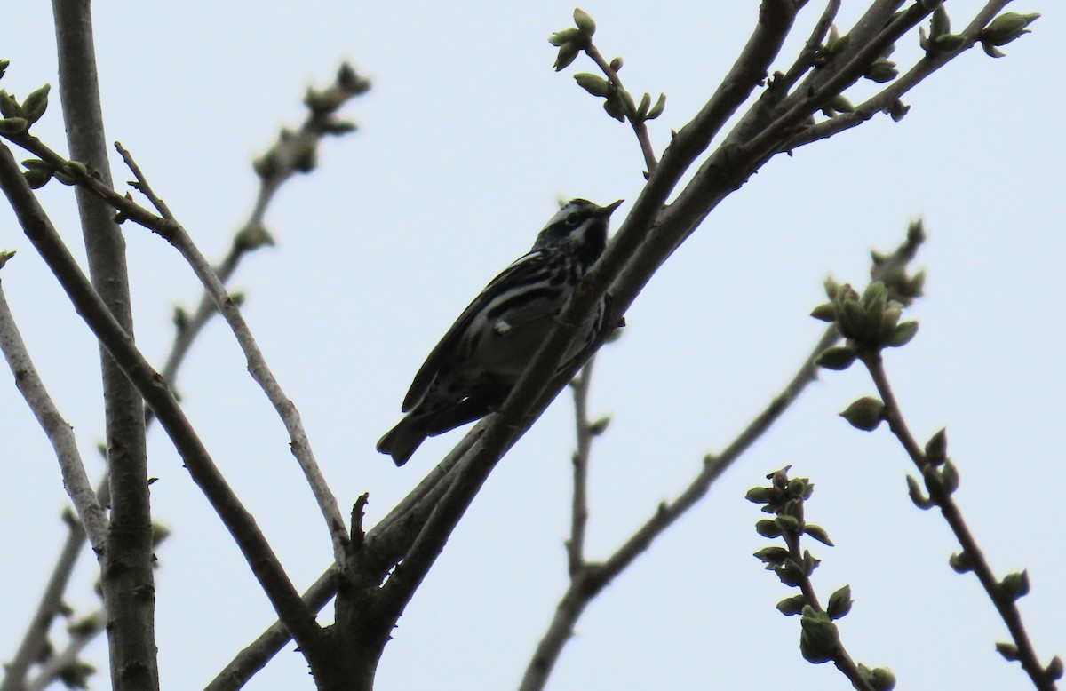 Black-and-white Warbler - ML616747947