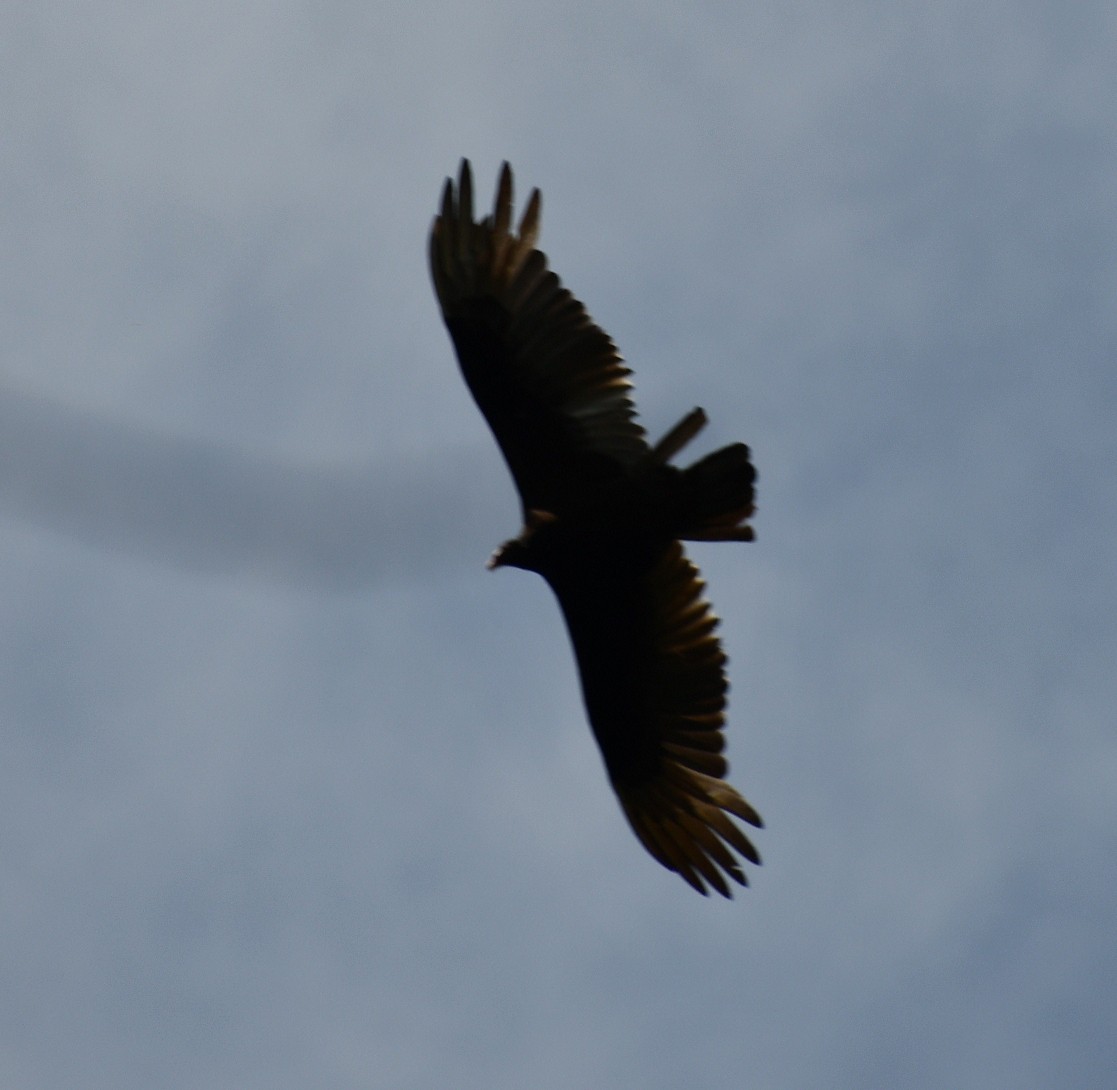 Turkey Vulture - ML616748011
