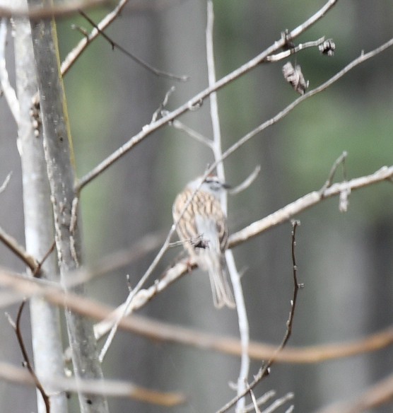 Chipping Sparrow - ML616748028