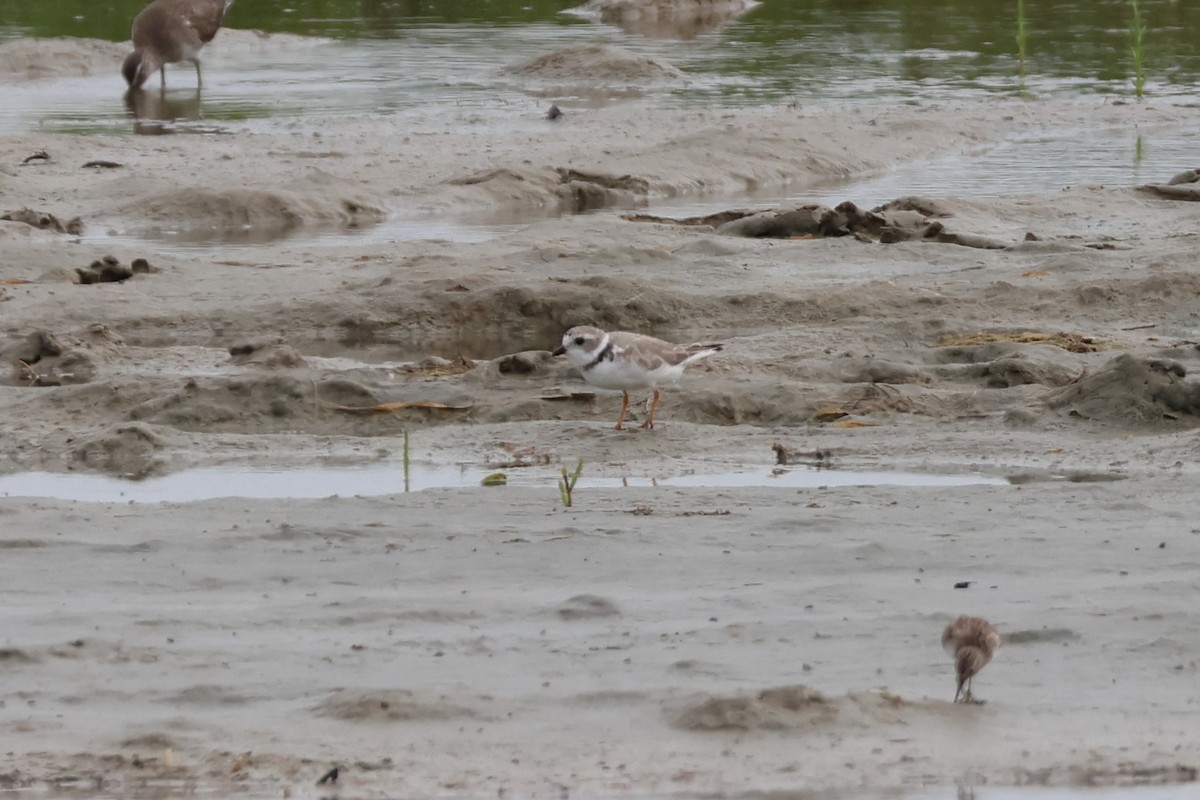 Piping Plover - ML616748174