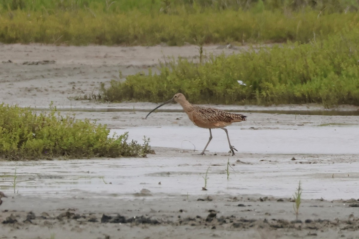 Long-billed Curlew - David Nelson
