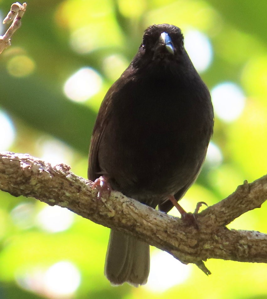 St. Lucia Black Finch - Cos .