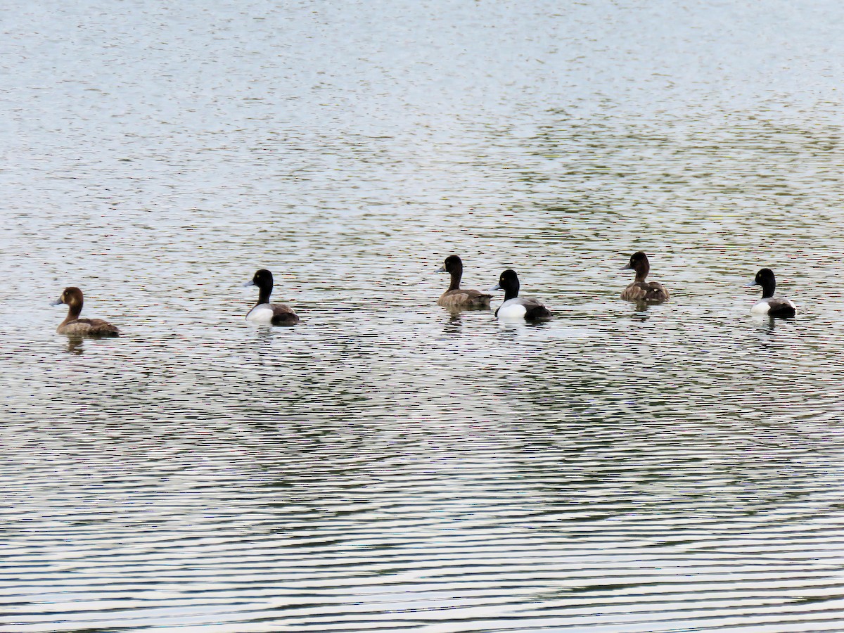 Lesser Scaup - Dean Newhouse