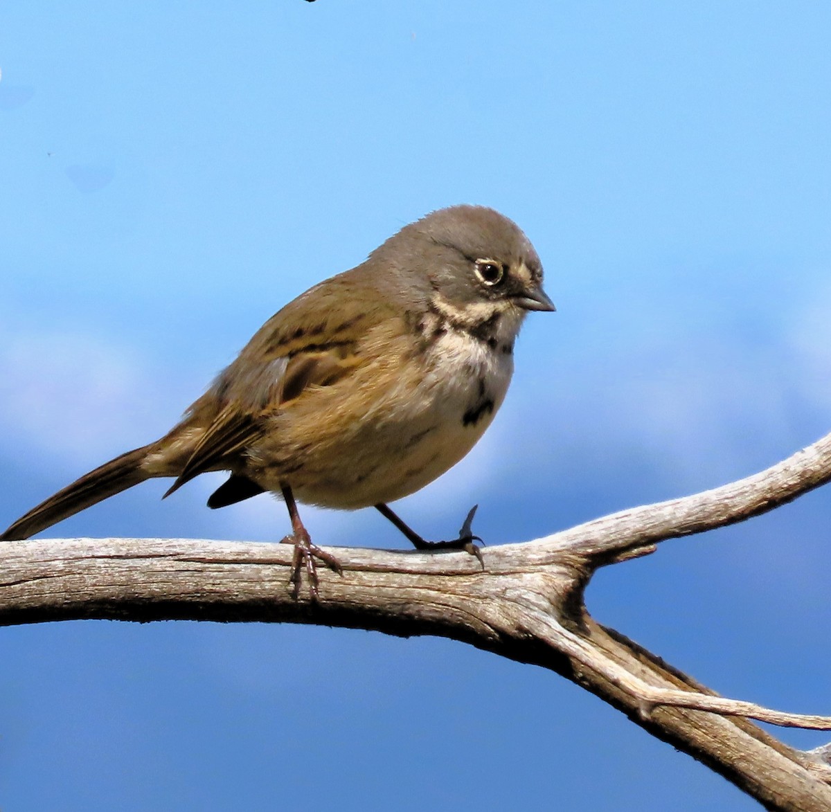 Bell's Sparrow - Robin Wolcott