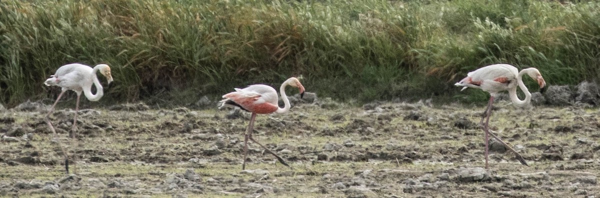 Greater Flamingo - Susan  Downey