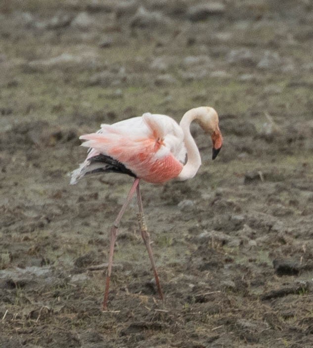 Greater Flamingo - Susan  Downey