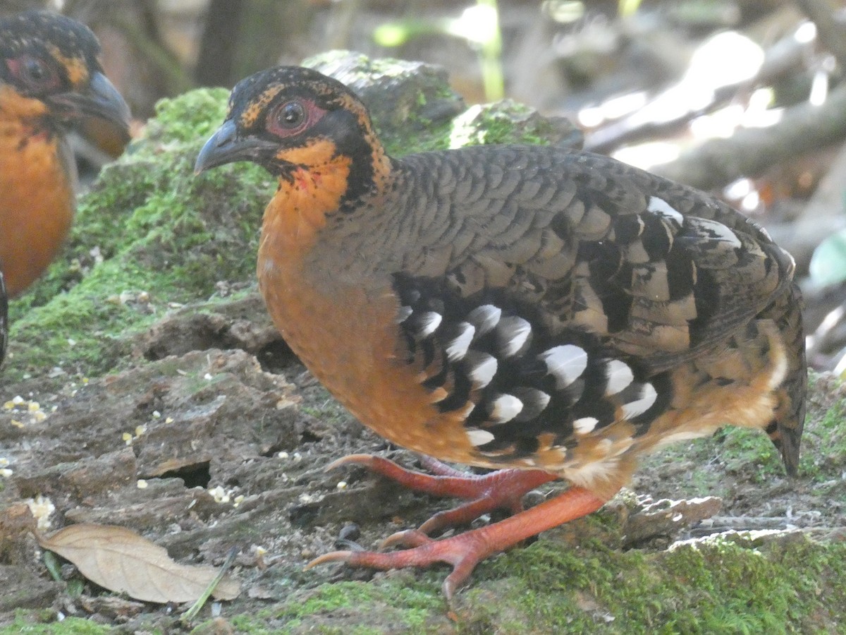 Red-breasted Partridge - ML616748586
