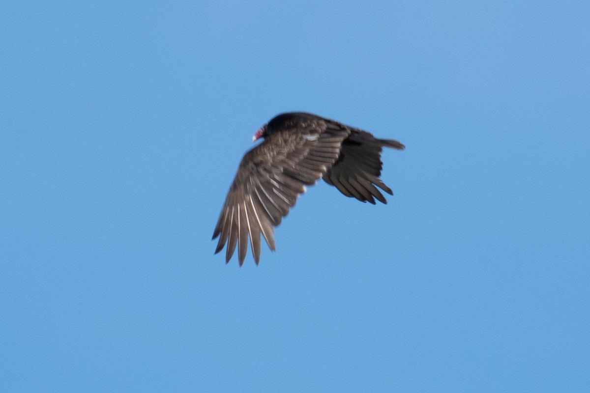 Turkey Vulture - ML616748618