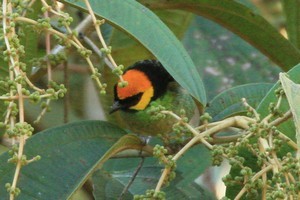 Saffron-crowned Tanager - ML616748762