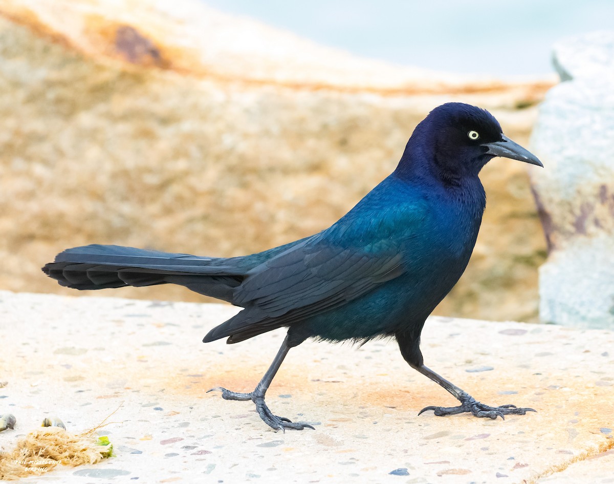 Boat-tailed Grackle - ML616748991