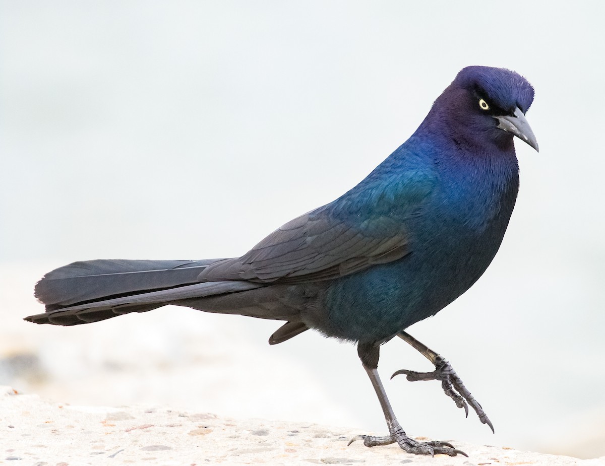 Boat-tailed Grackle - ML616748992