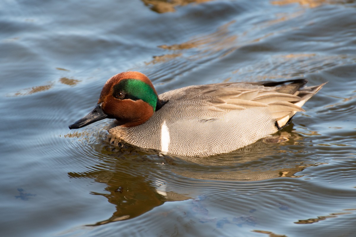 Green-winged Teal - ML616749029