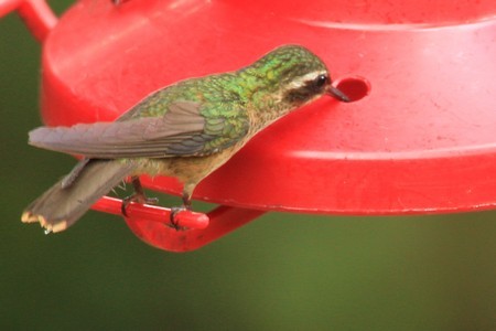 Speckled Hummingbird - ML616749132