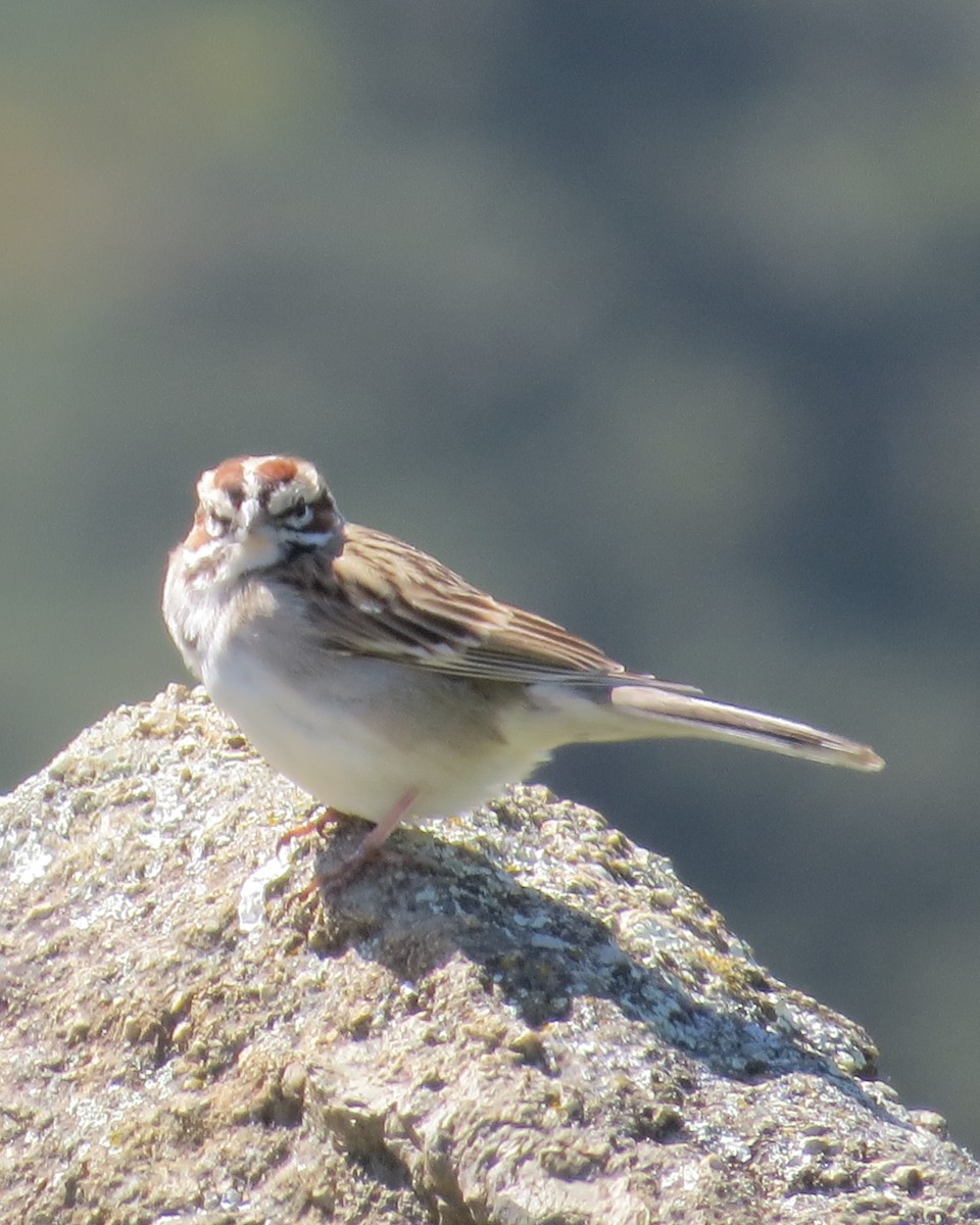 Lark Sparrow - Mookie Fudemberg