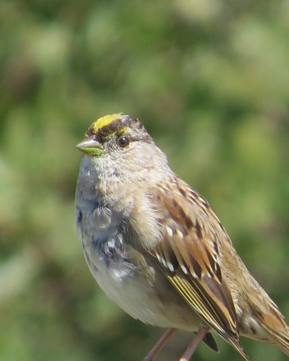 Golden-crowned Sparrow - ML616749200