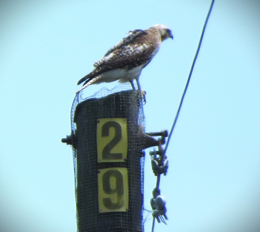 Red-tailed Hawk - ML616749455