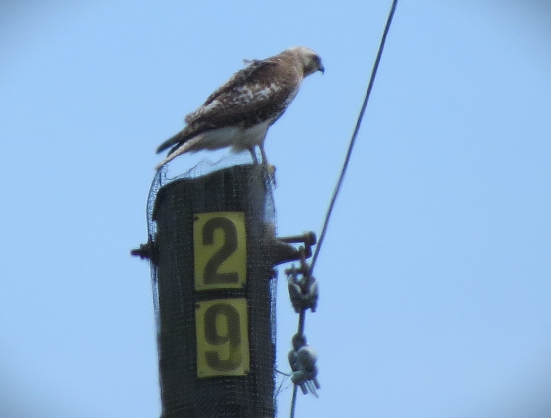 Red-tailed Hawk - Brian Johnston