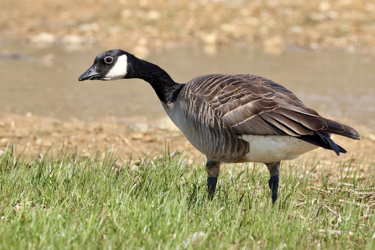 Cackling Goose (Richardson's) - ML616749658