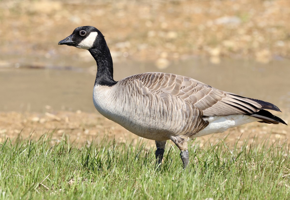 Cackling Goose (Richardson's) - ML616749659