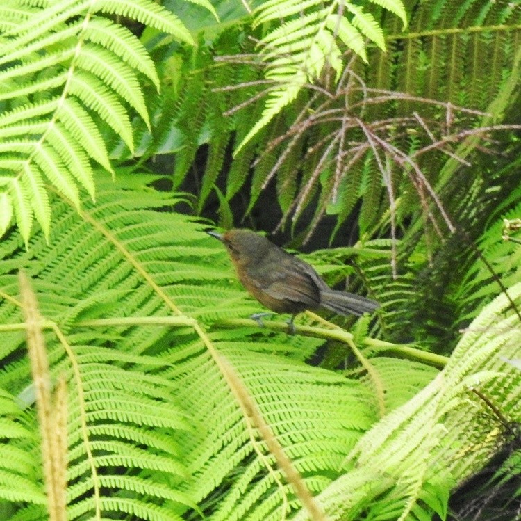 Ash-colored Tapaculo - ML616749669