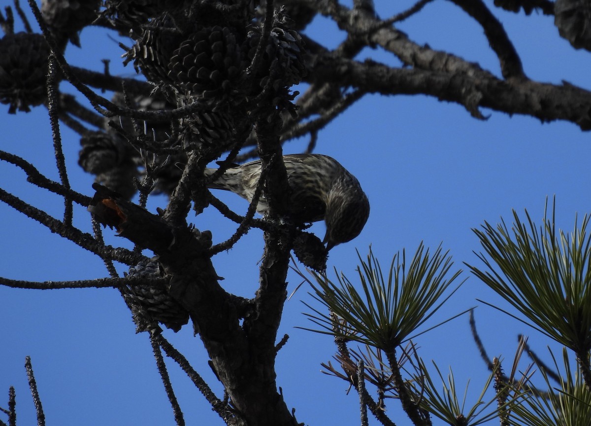Red Crossbill (Ponderosa Pine or type 2) - ML616749685