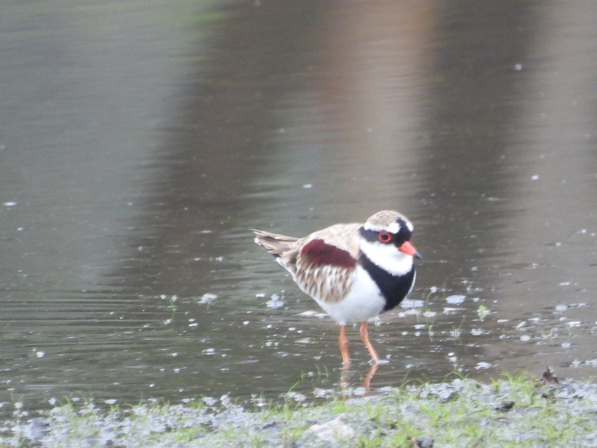 Black-fronted Dotterel - Greg and Georgie Shaw
