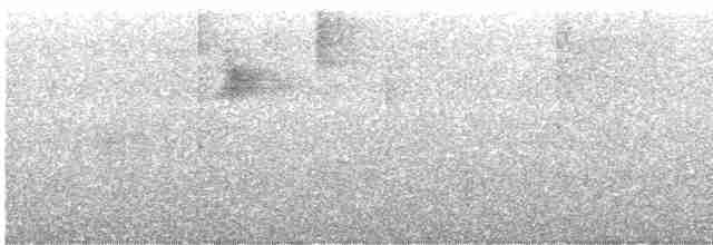 Поплітник плямистий - ML616750051