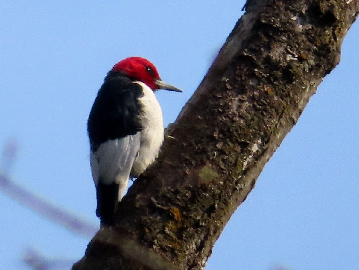 Red-headed Woodpecker - ML616750086