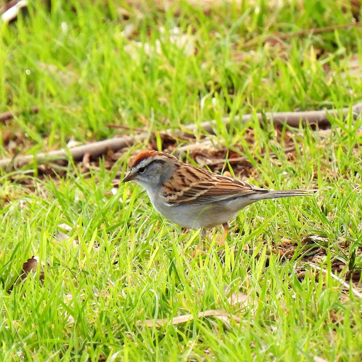 Chipping Sparrow - ML616750309