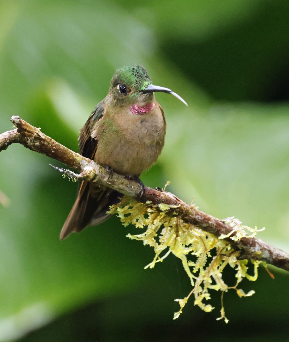 kolibřík hnědobřichý - ML616750451