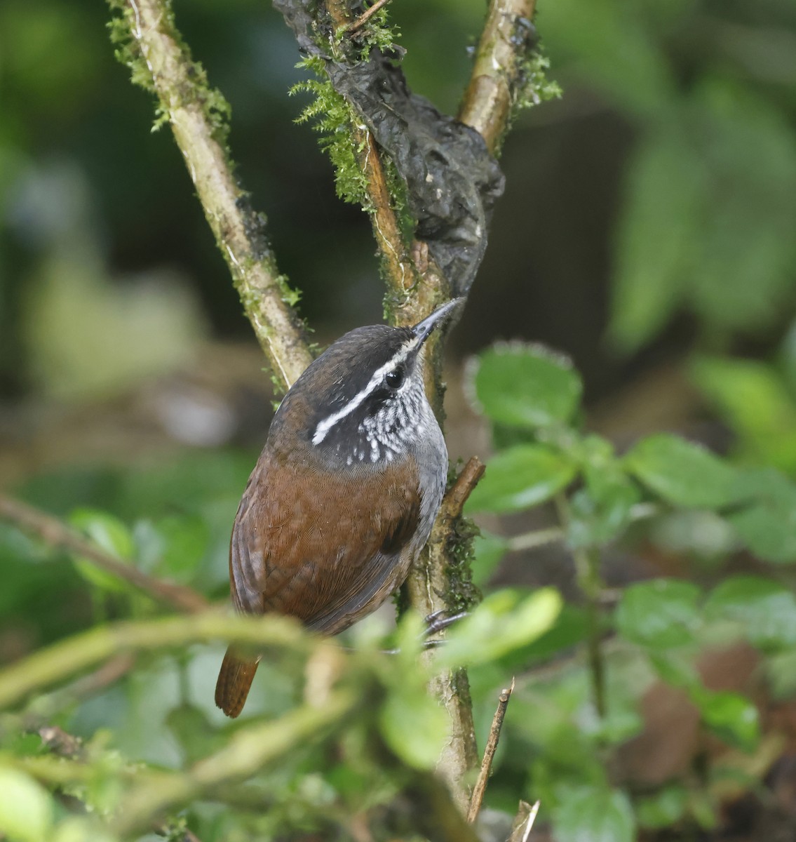 Gray-breasted Wood-Wren - Michael Smith