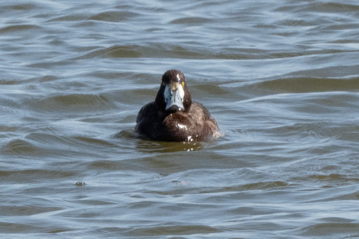 Greater Scaup - ML616750510