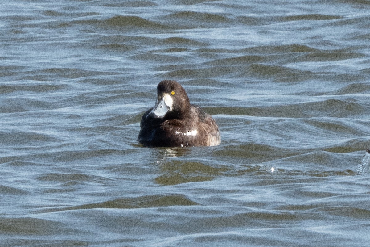 Greater Scaup - ML616750511