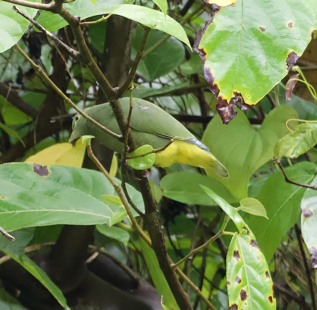 Yellow-bibbed Fruit-Dove - ML616750551