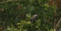 Red-knobbed Imperial-Pigeon - John Gregory