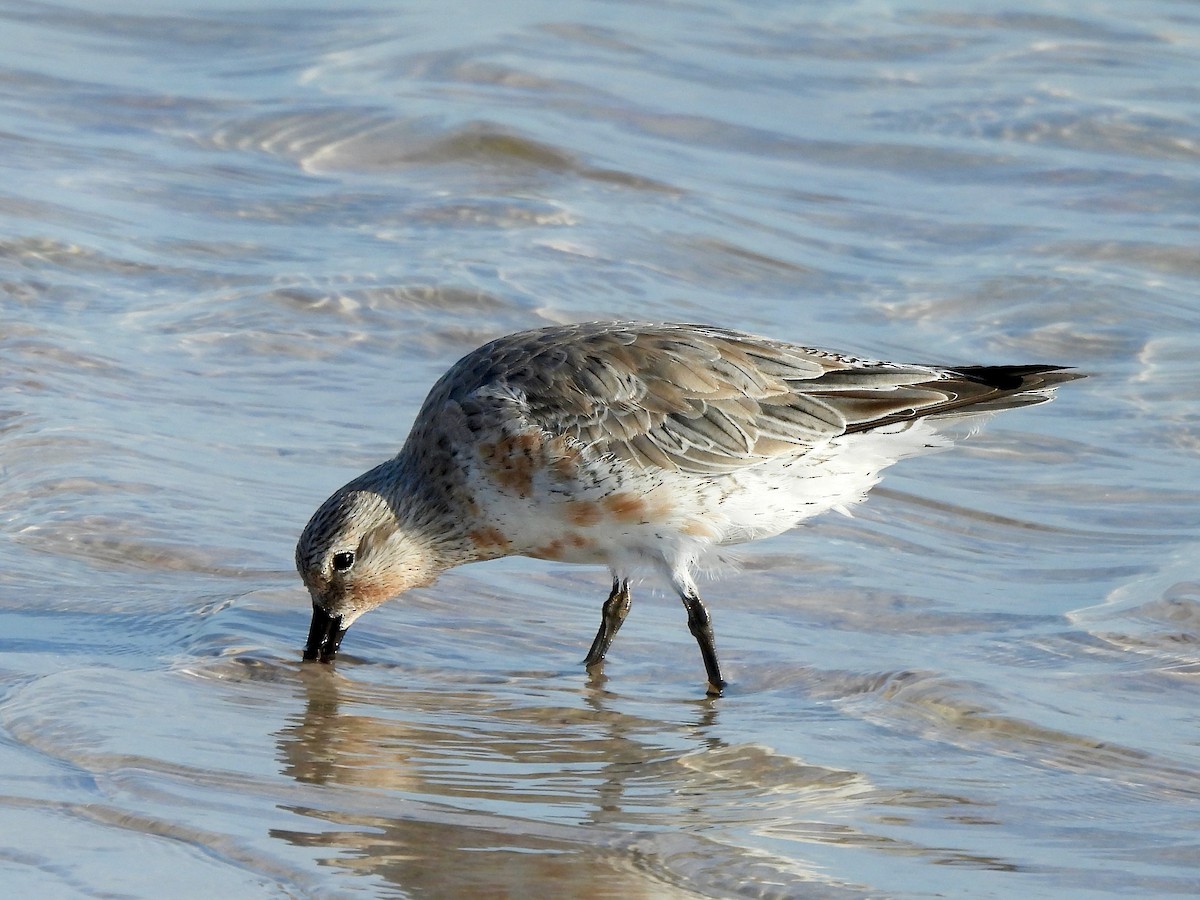 Red Knot - ML616750611