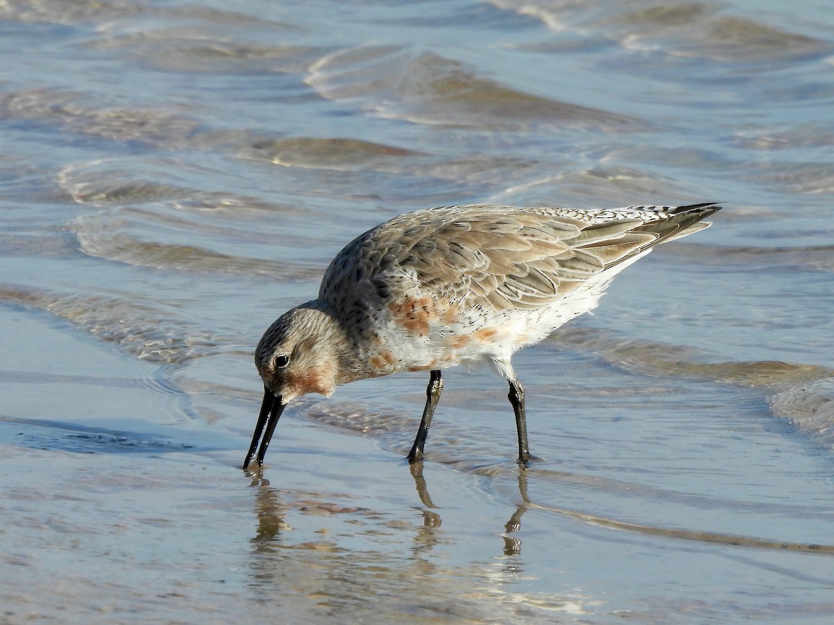 Red Knot - ML616750612