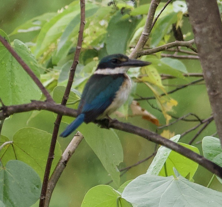 Pacific Kingfisher (Solomons) - ML616750624