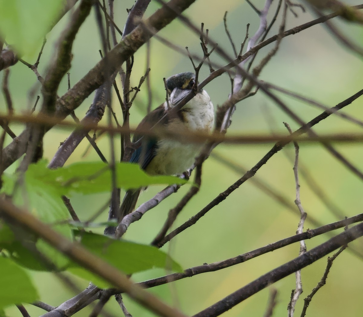 Pacific Kingfisher (Solomons) - ML616750629
