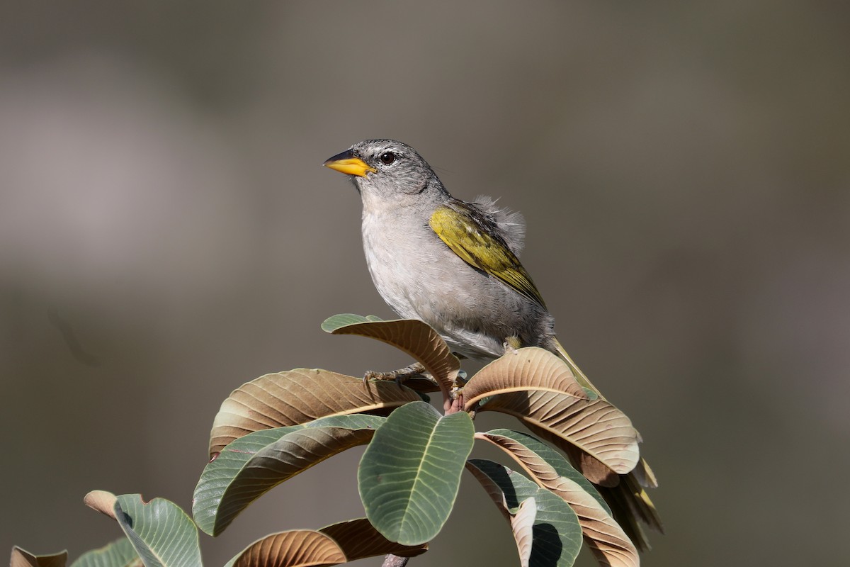Pale-throated Pampa-Finch - ML616750634