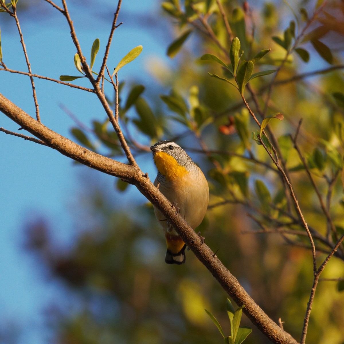 Spotted Pardalote - ML616750672