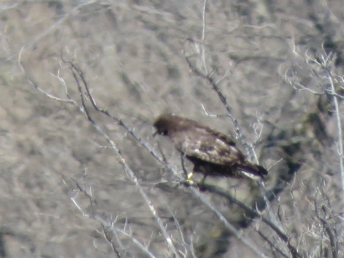 Red-tailed Hawk (Harlan's) - ML616750705