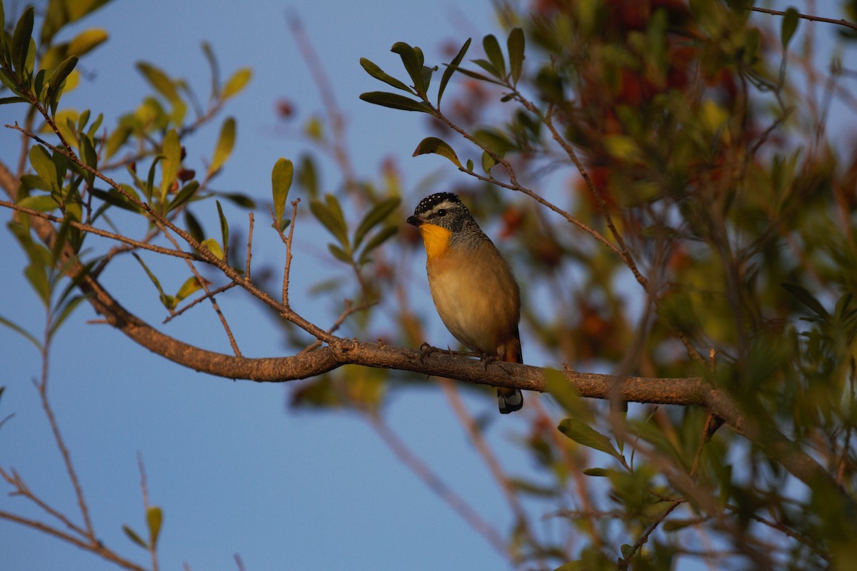Spotted Pardalote - ML616750709