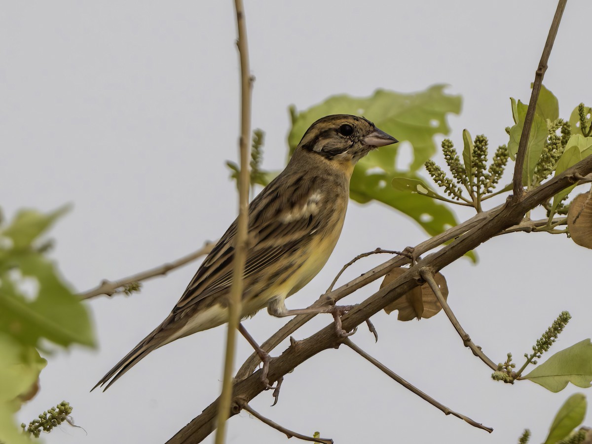 Yellow-breasted Bunting - ML616750730