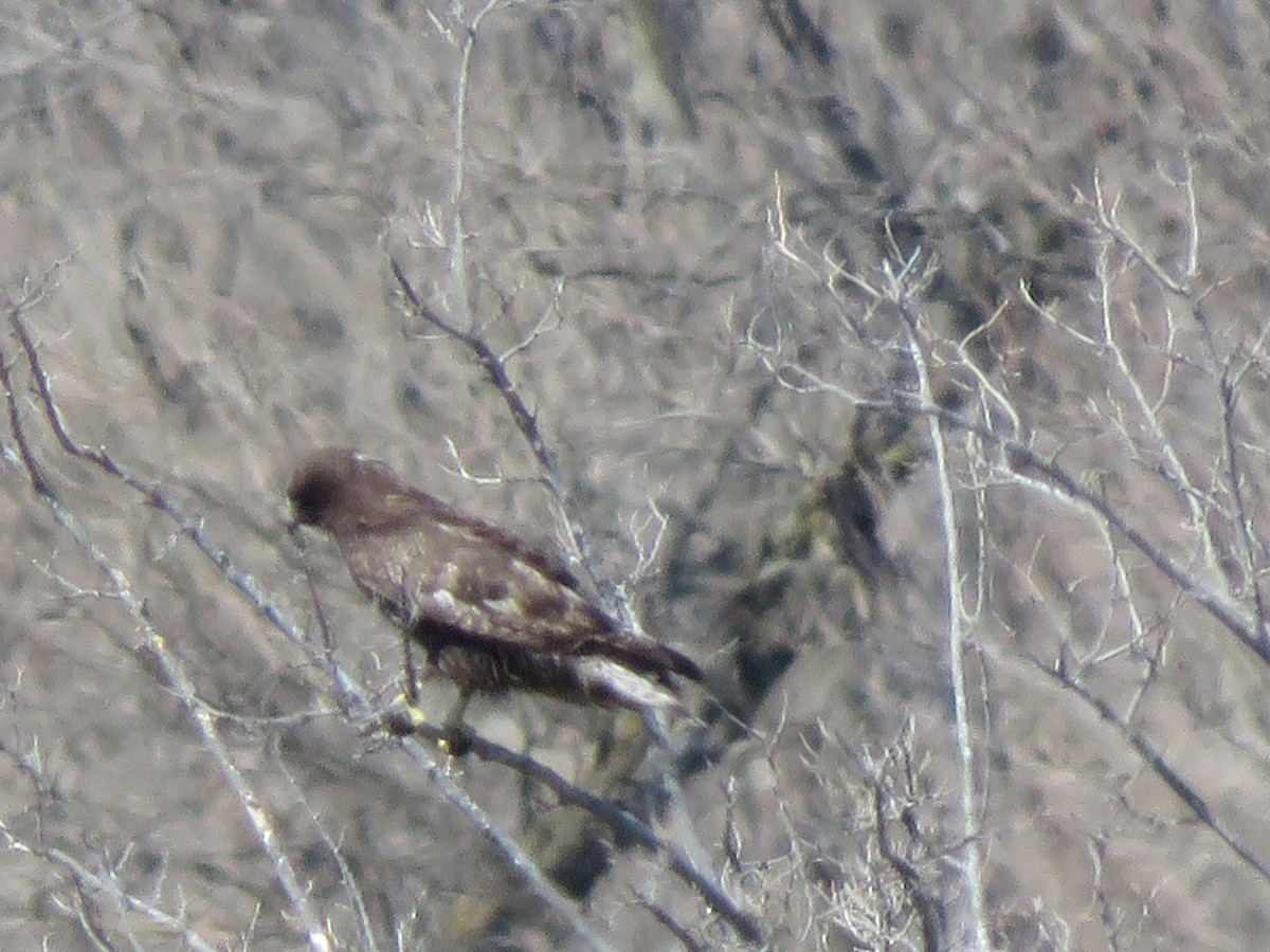 Red-tailed Hawk (Harlan's) - ML616750751