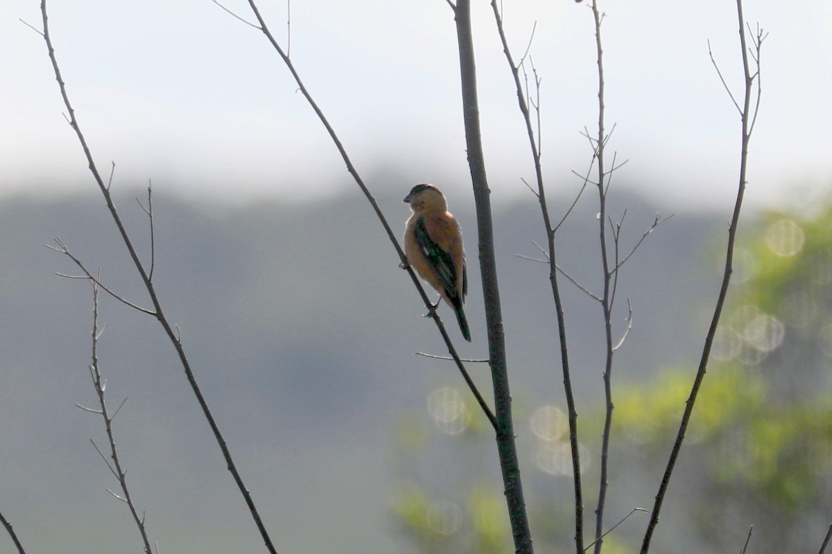 Copper Seedeater - ML616750755