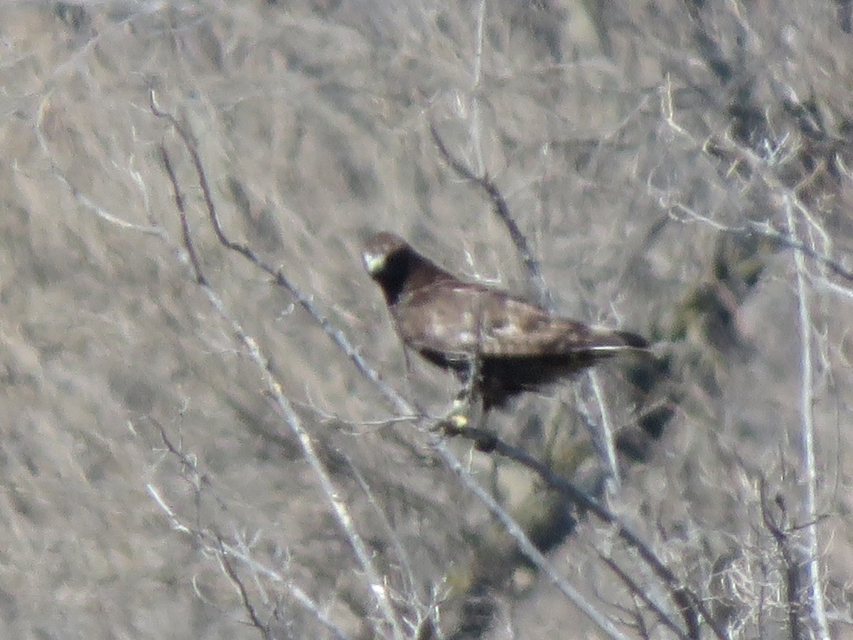 Red-tailed Hawk (Harlan's) - ML616750824